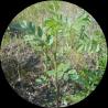 a tree icon