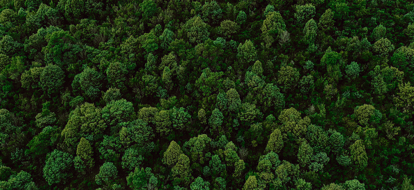 Forest Hero Background